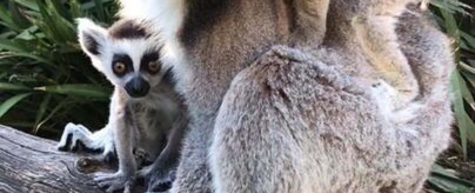 Les Lémuriens au Jardin Zoologique Tropical à La Londe les Maures