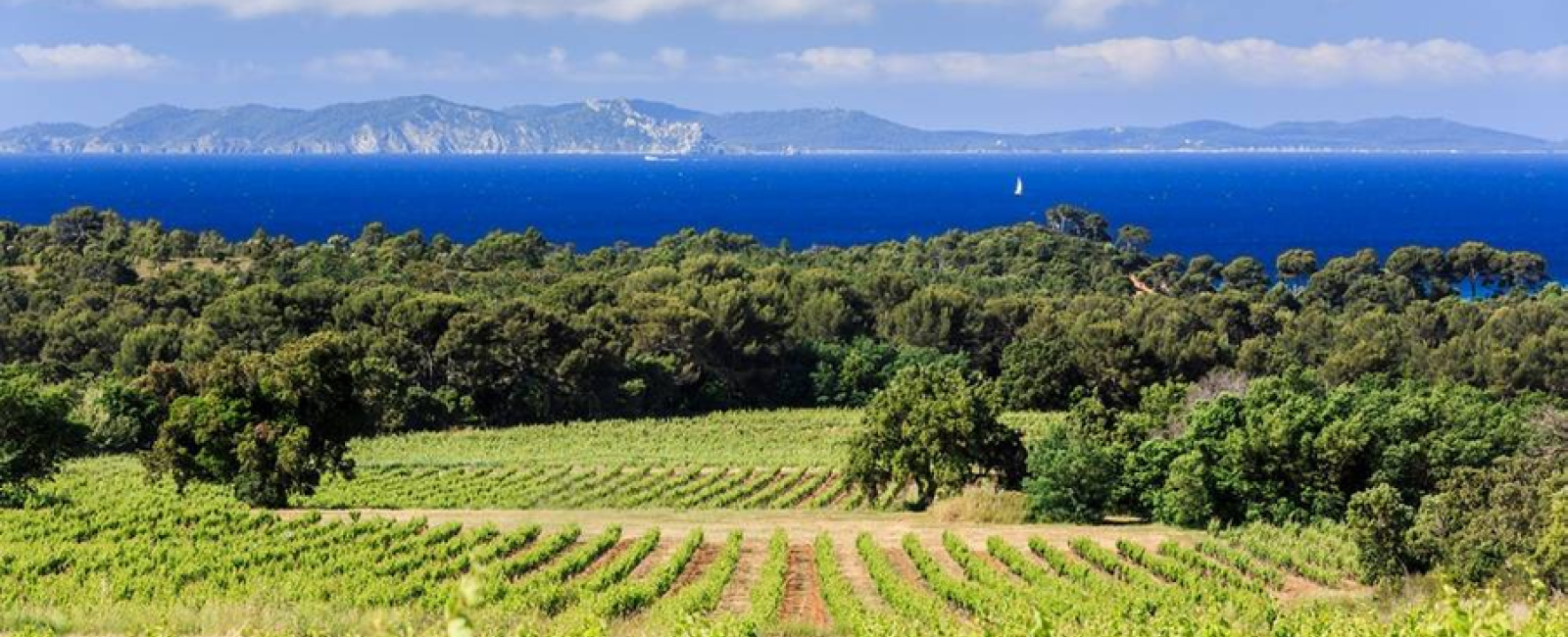 Excursion œnologique en Côtes de Provence – demi journée en mini-van La Londe les Maures