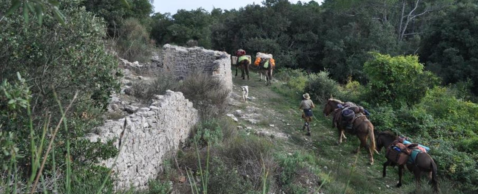 Randonnée à la journée avec mules et muletiers_Cuers