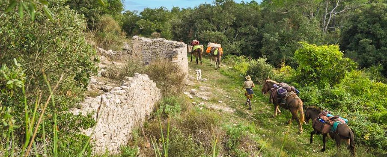 Randonnée à la journée avec mules et muletiers à  Cuers