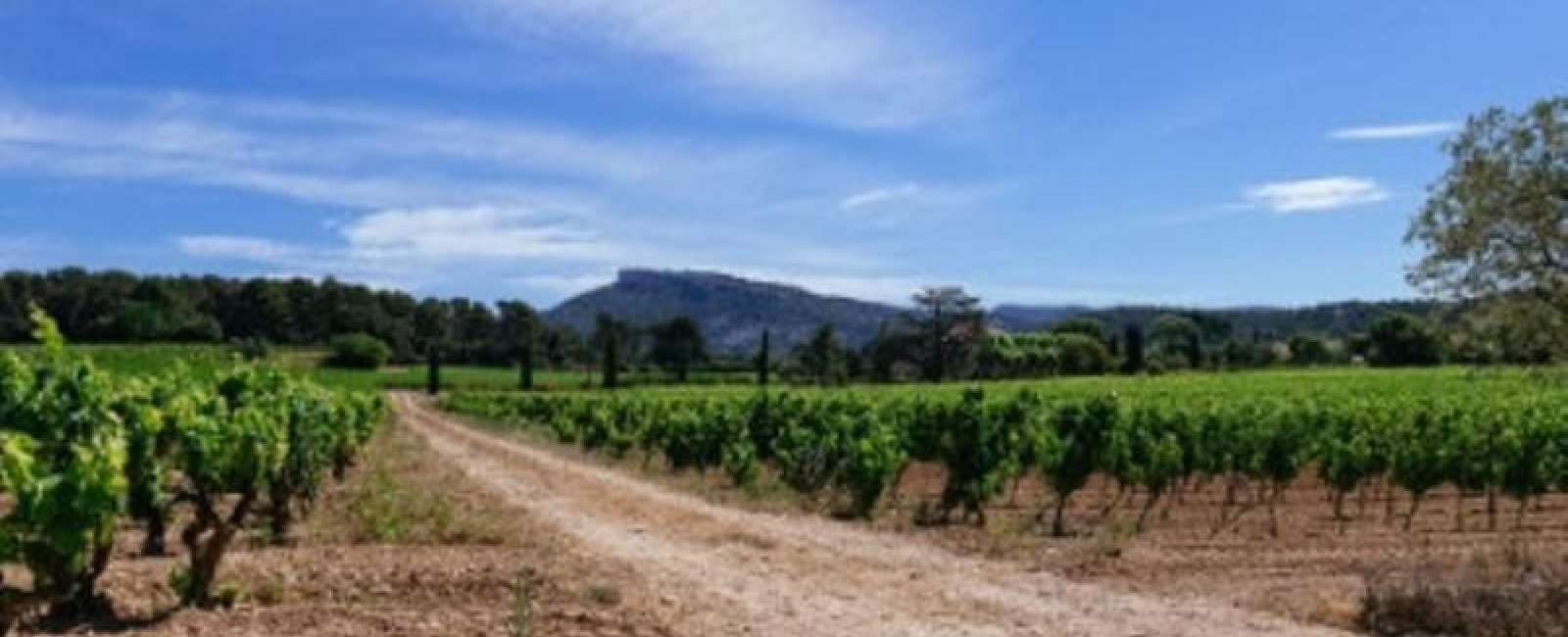Excursion oenologique en demi-journée avec provence Wine tours