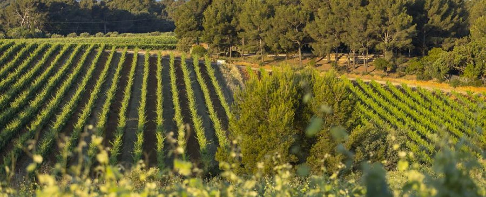 Balade à pied dans les vignes à Figuière_La Londe-les-Maures