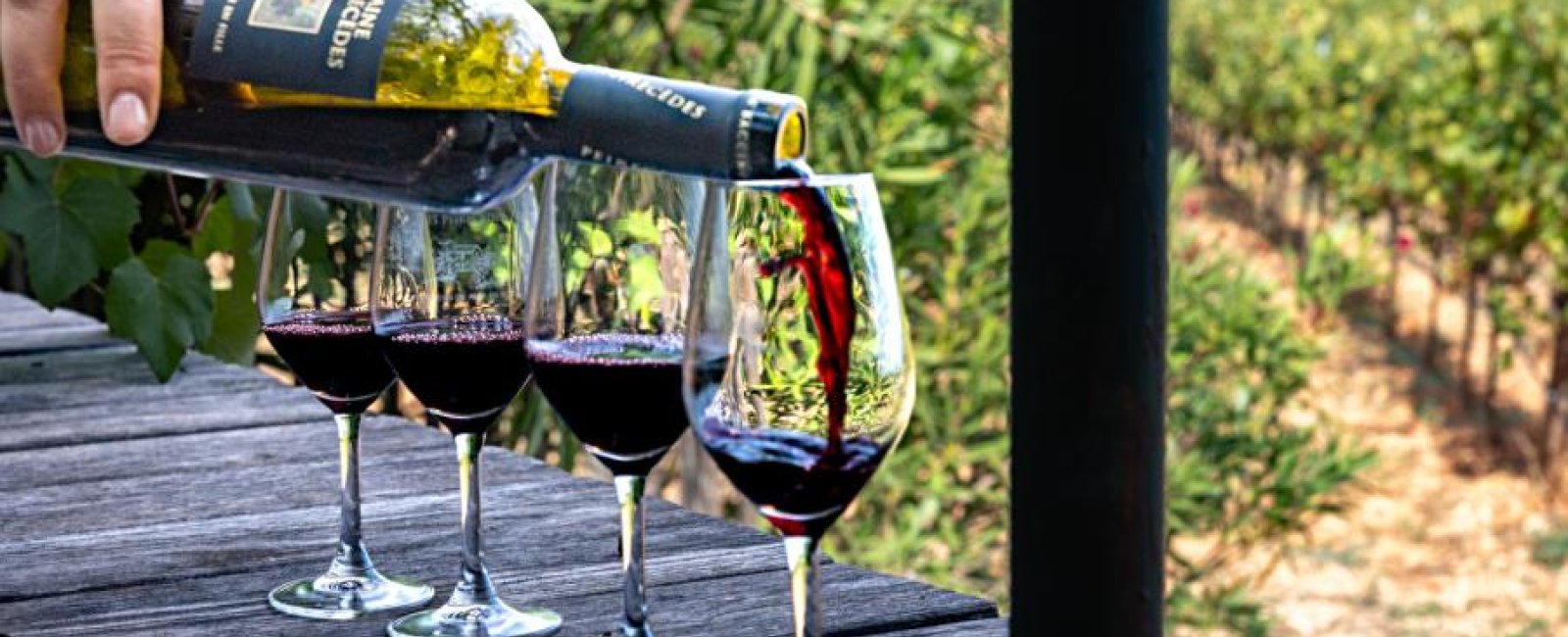 Expérience œnophile au Domaine de Peirecèdes à Cuers