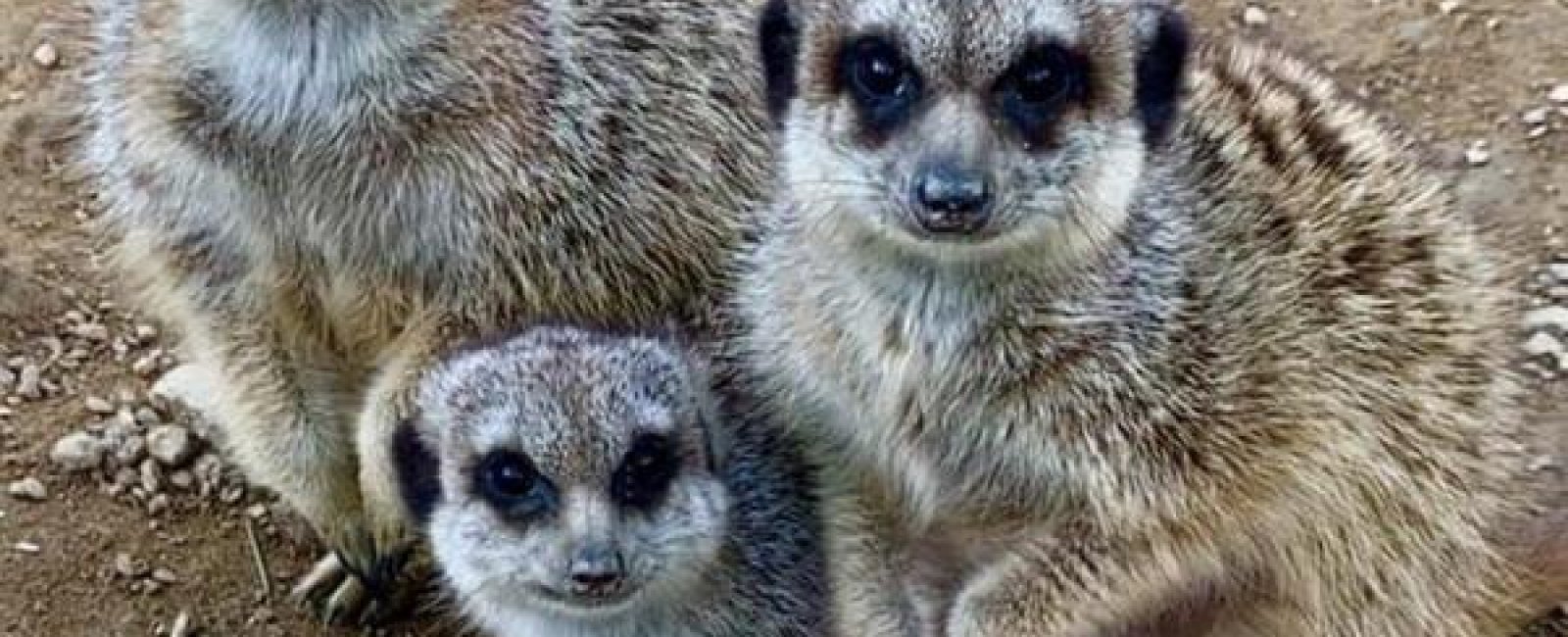 Les Suricates au Jardin Zoologique Tropical à La Londe les Maures