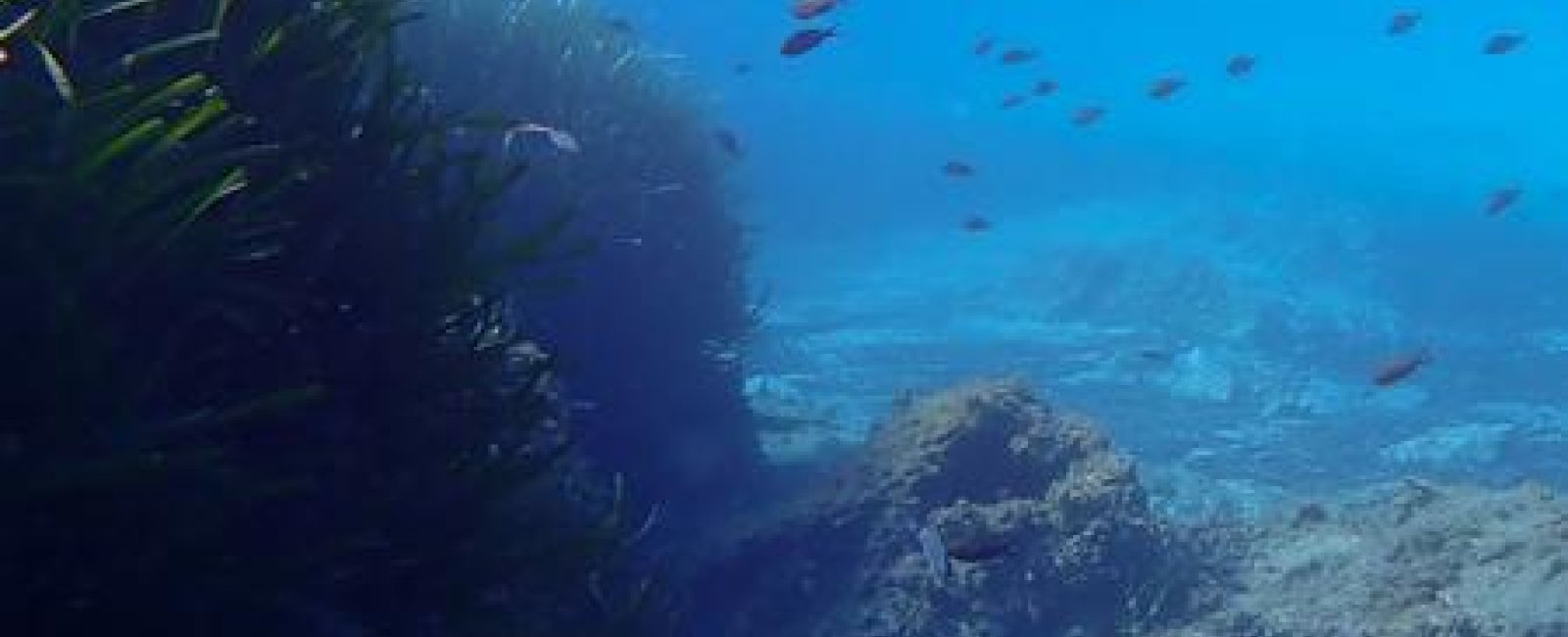 Le Seascope - Vedettes Îles d'Or et Le Corsaire_Le Lavandou