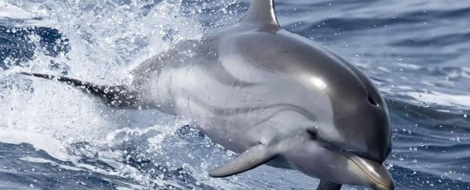 Observation de Dauphins et de Baleines en bateau Hybride_Bormes-les-Mimosas