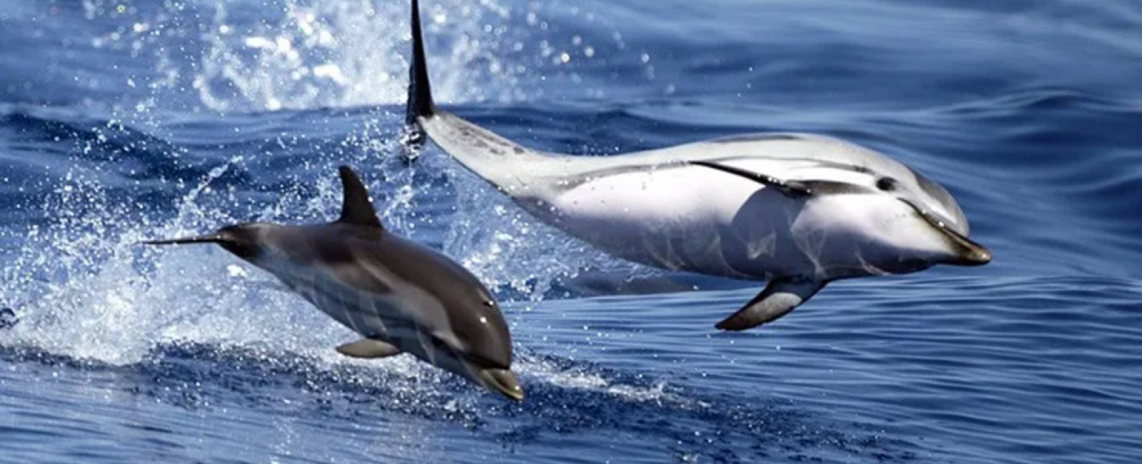 Naturalist outing by boat to meet cetaceans - Vedettes Îles d'Or et Le Corsaire_Le Lavandou