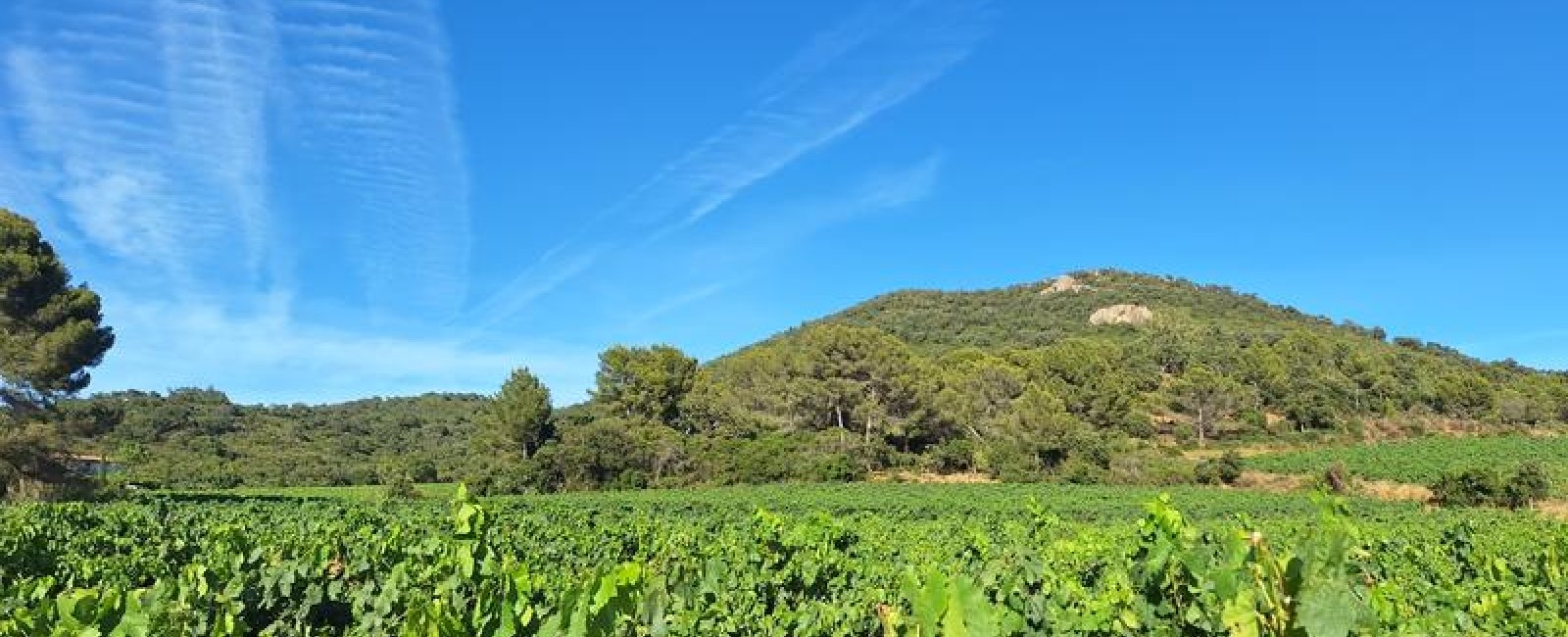 Balade sur les pas de la Tortue,au domaine de Favanquet à La Londe-les-Maures