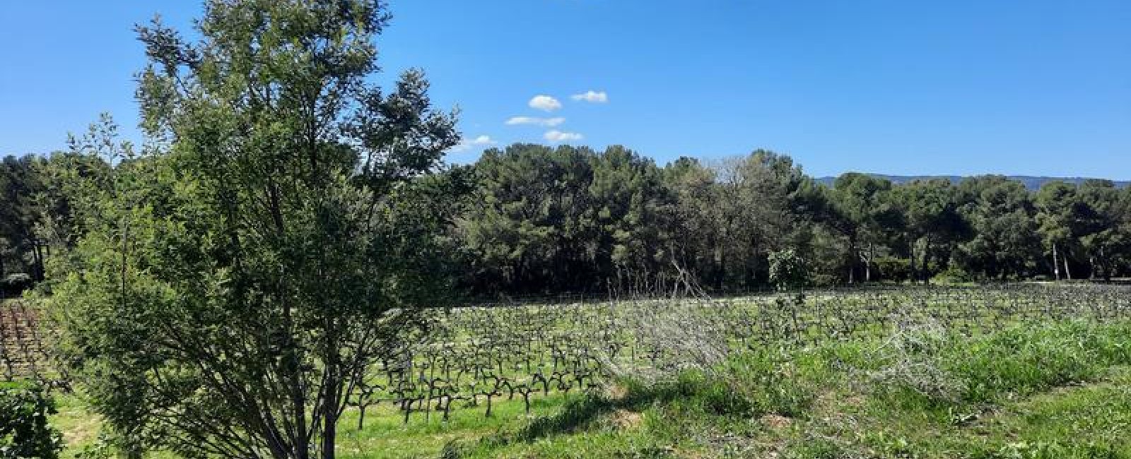 Balade dans les Vignes au Château des Bormettes à La Londe-les-Maures