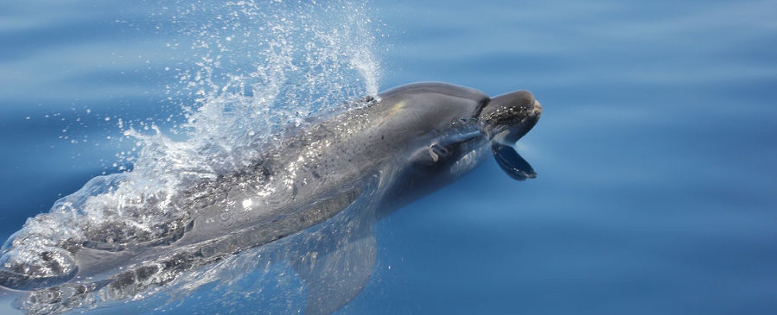 A la rencontre des dauphins et mammifère