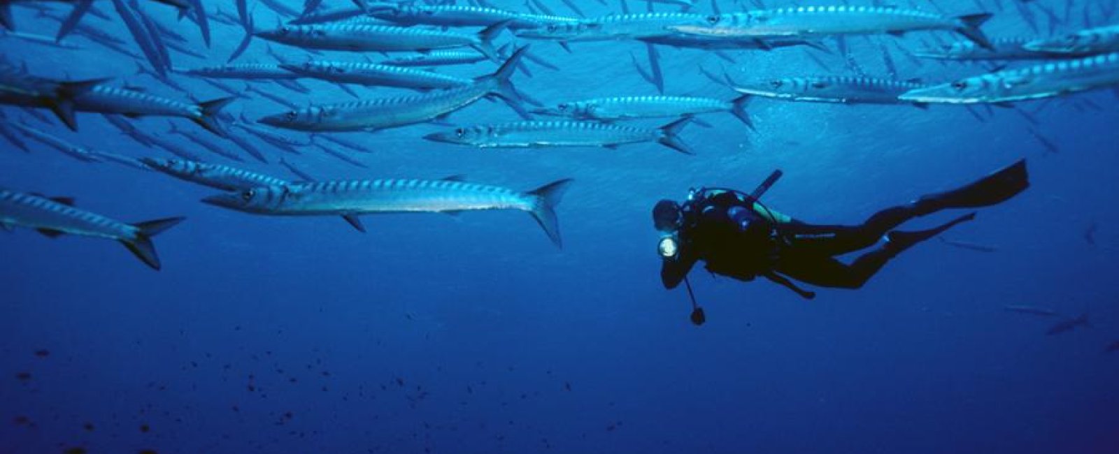 Plongeur avec barracudas