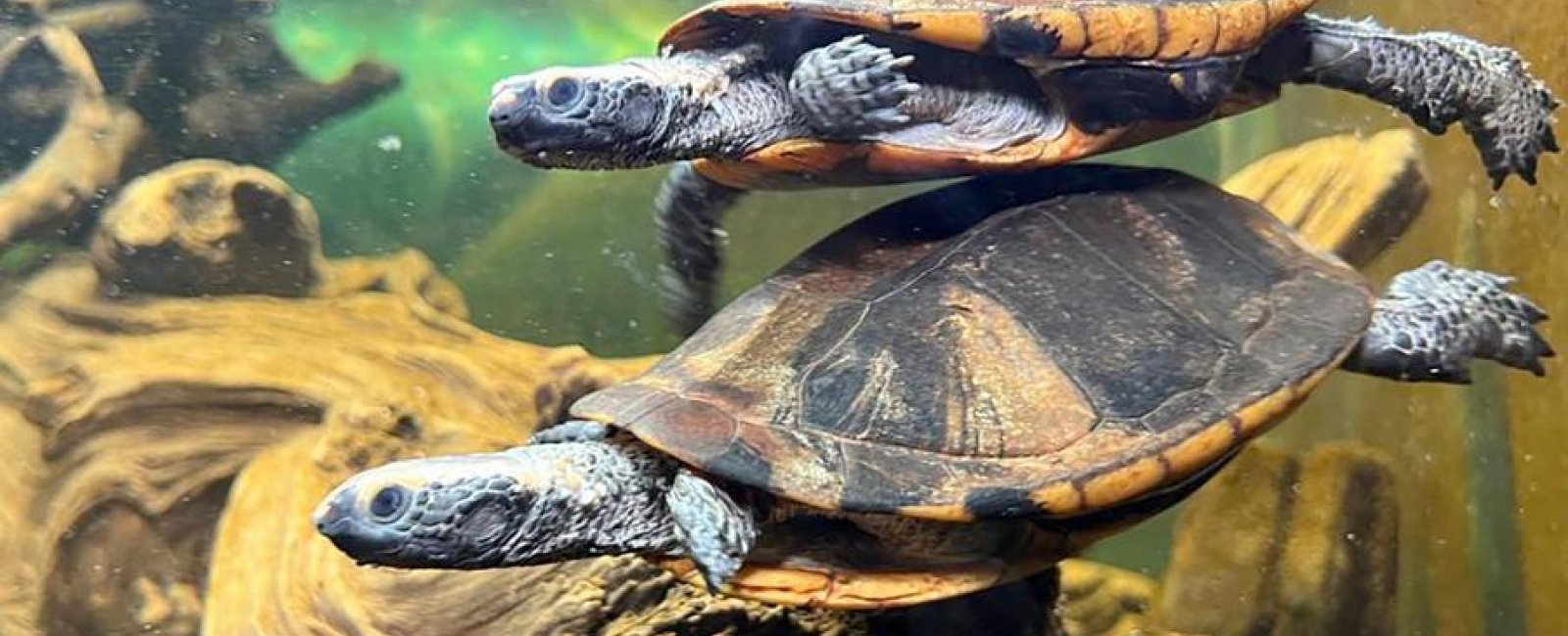 Le Village des Tortues_Carnoules
