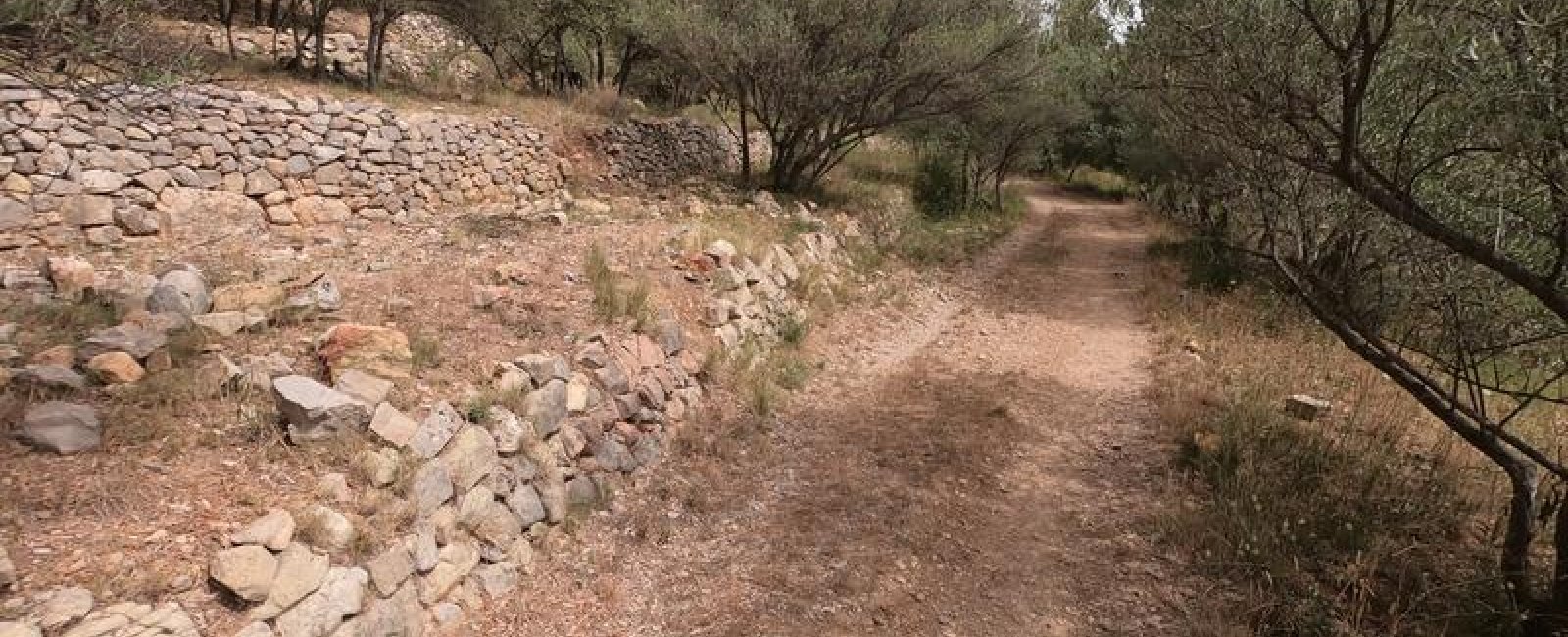 Sentier avec 3 rangées de restanques en pierres avec champs d'oliviers