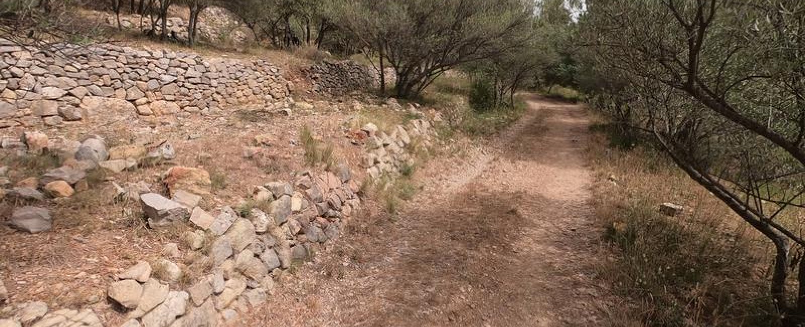 Sentier avec 3 rangées de restanques en pierres avec champs d'oliviers
