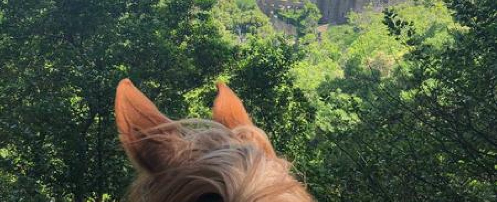 Vue sur la Chartreuse avec l'encolure d'un cheval en premier plan