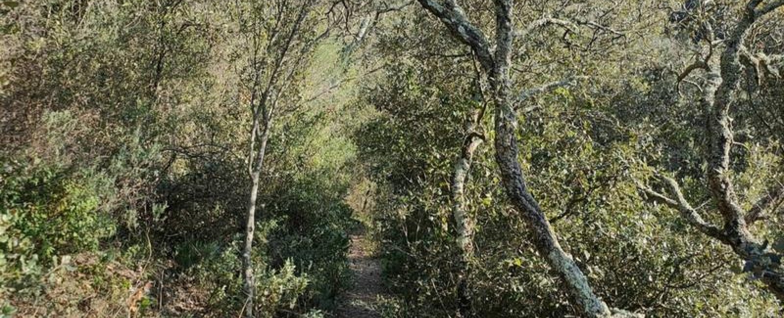 Sentier étroit passant au milieu de la végétation