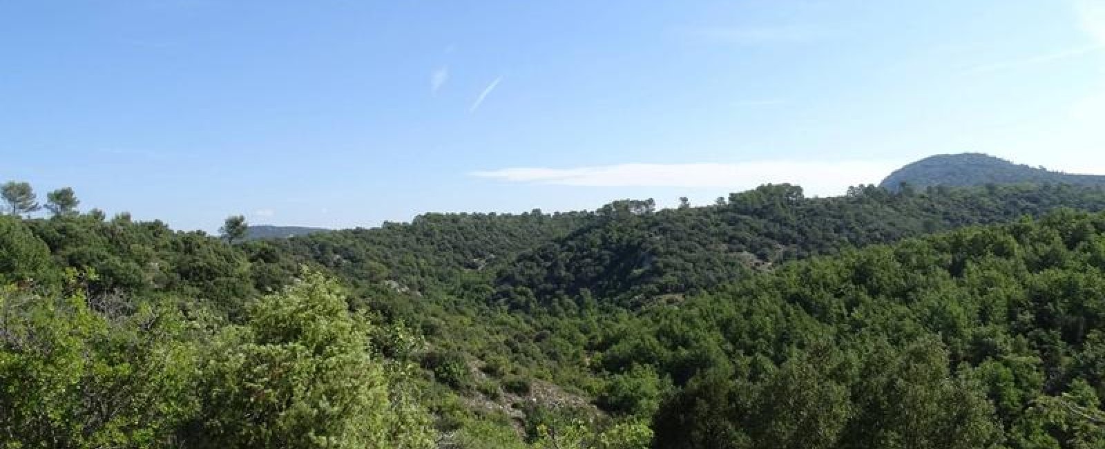 Panorama sur les collines et la végétation verdoyante