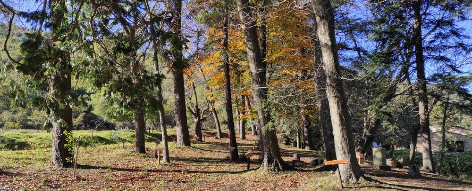 Rencontre avec les arbres avec Vincent Blondel