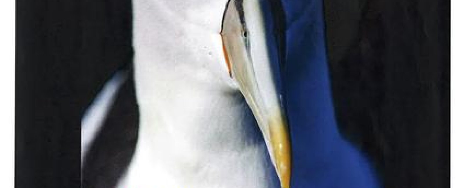 Expo Photo « Oiseaux de l'extrême, voyage en haute mer»_Saint-Tropez
