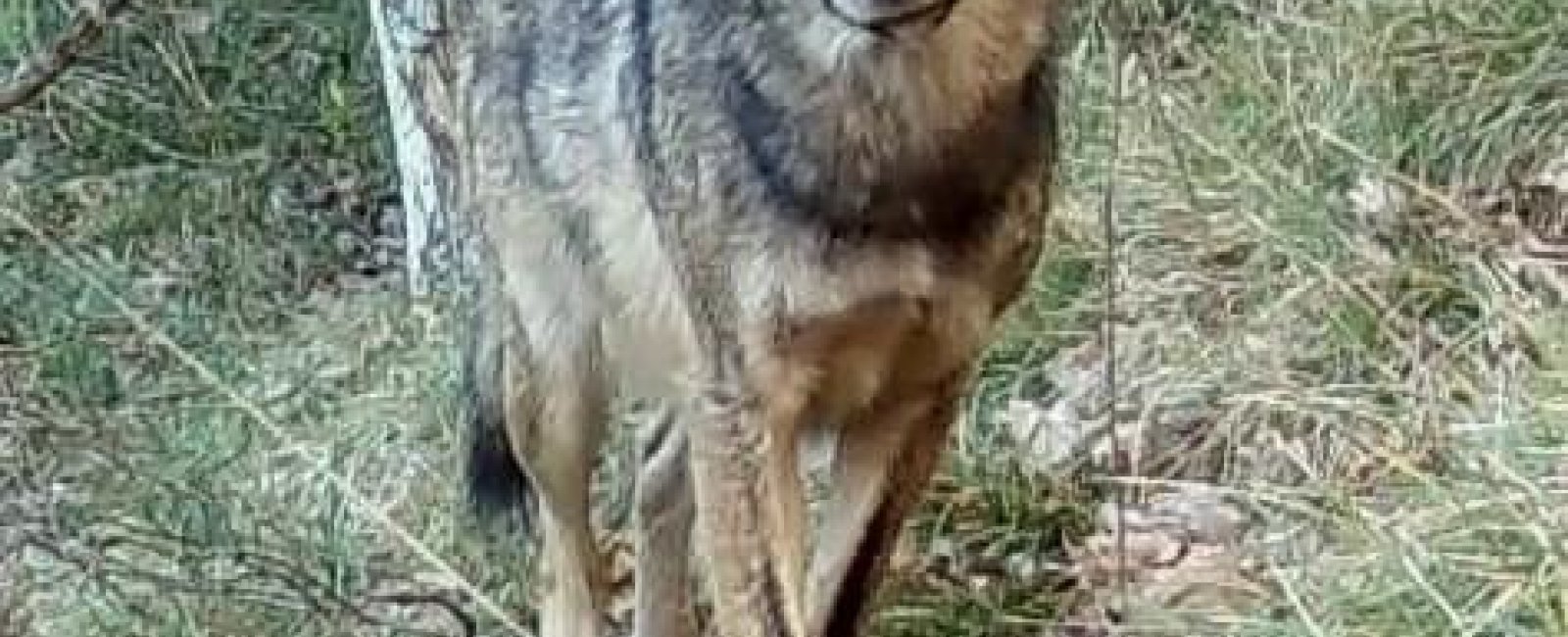 Balade sur les traces des loups Pierrefeu du Var