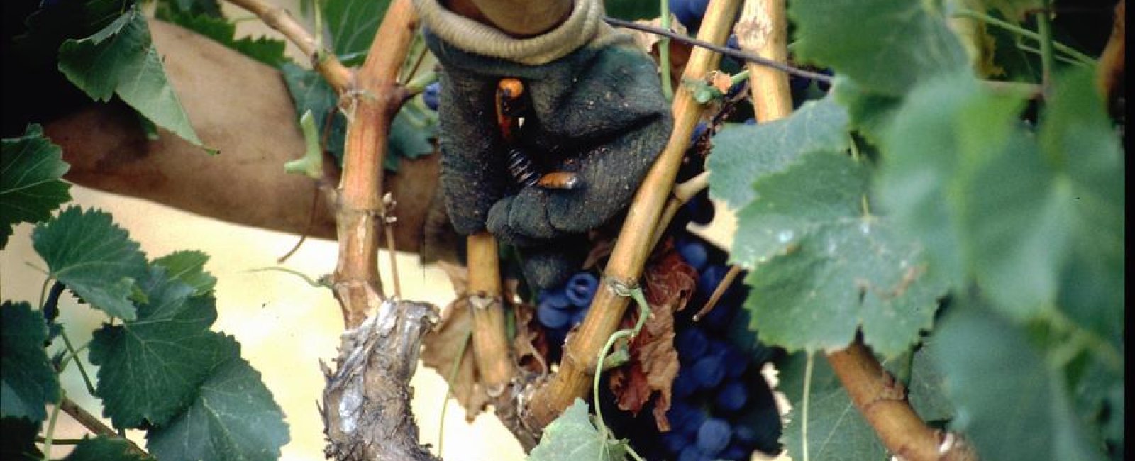 Les Vignerons de Collobrières : Un Héritage Viticole_Collobrières