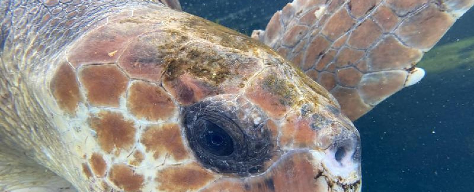 Les conférences environnement en Méditerranée porte des Maures