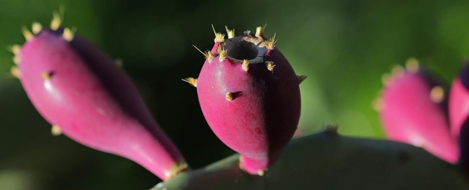 Les conférences environnement en Méditerranée porte des Maures