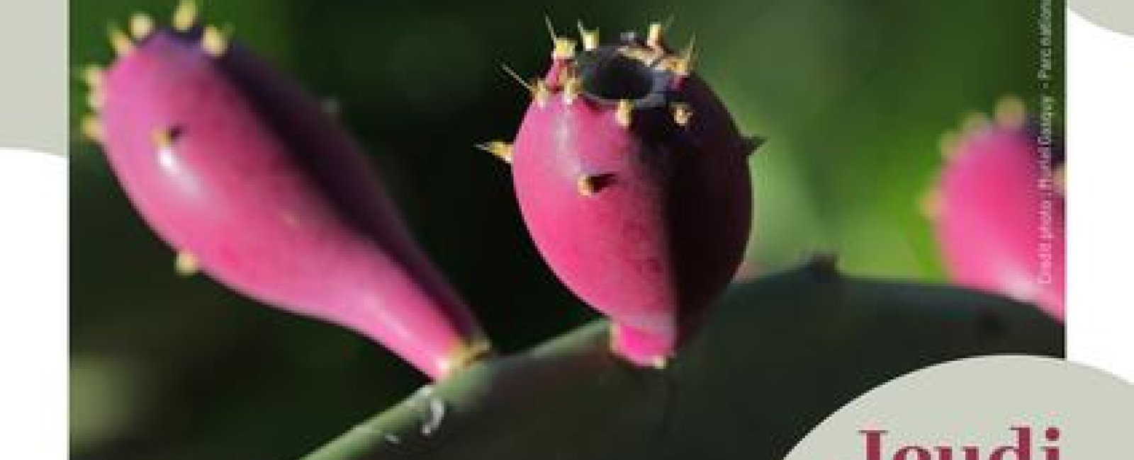 Les conférences en Méditerranée Porte des Maures