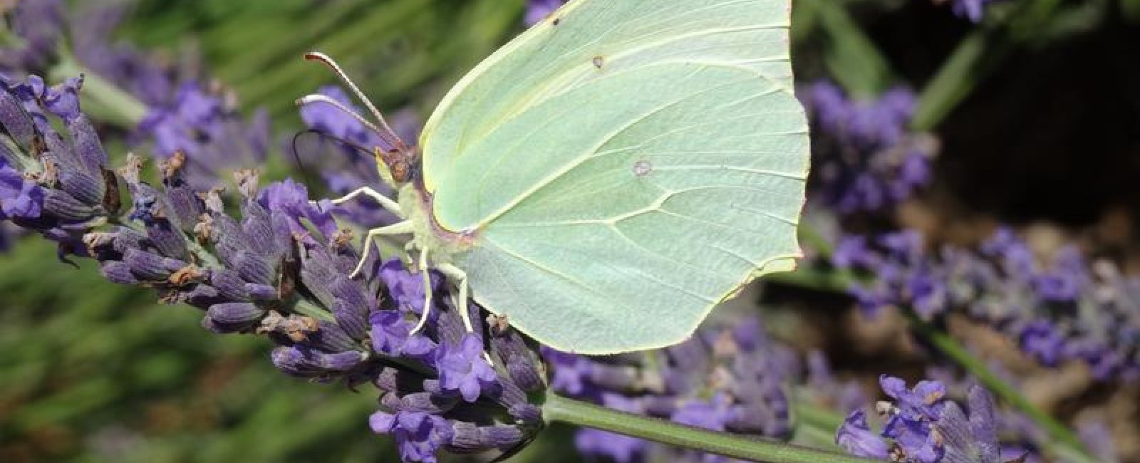 Les conférences environnement en Méditerranée porte des Maures
