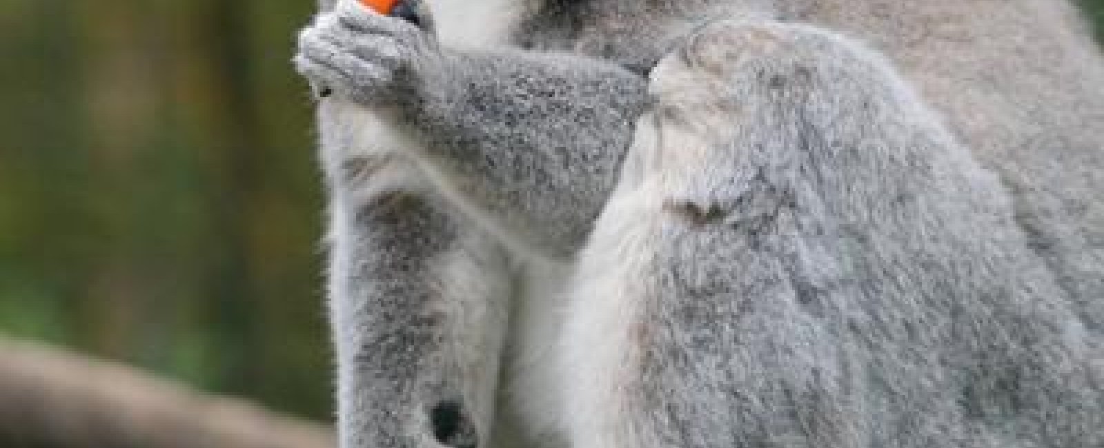 Visite guidée du jardin zoologique tropical