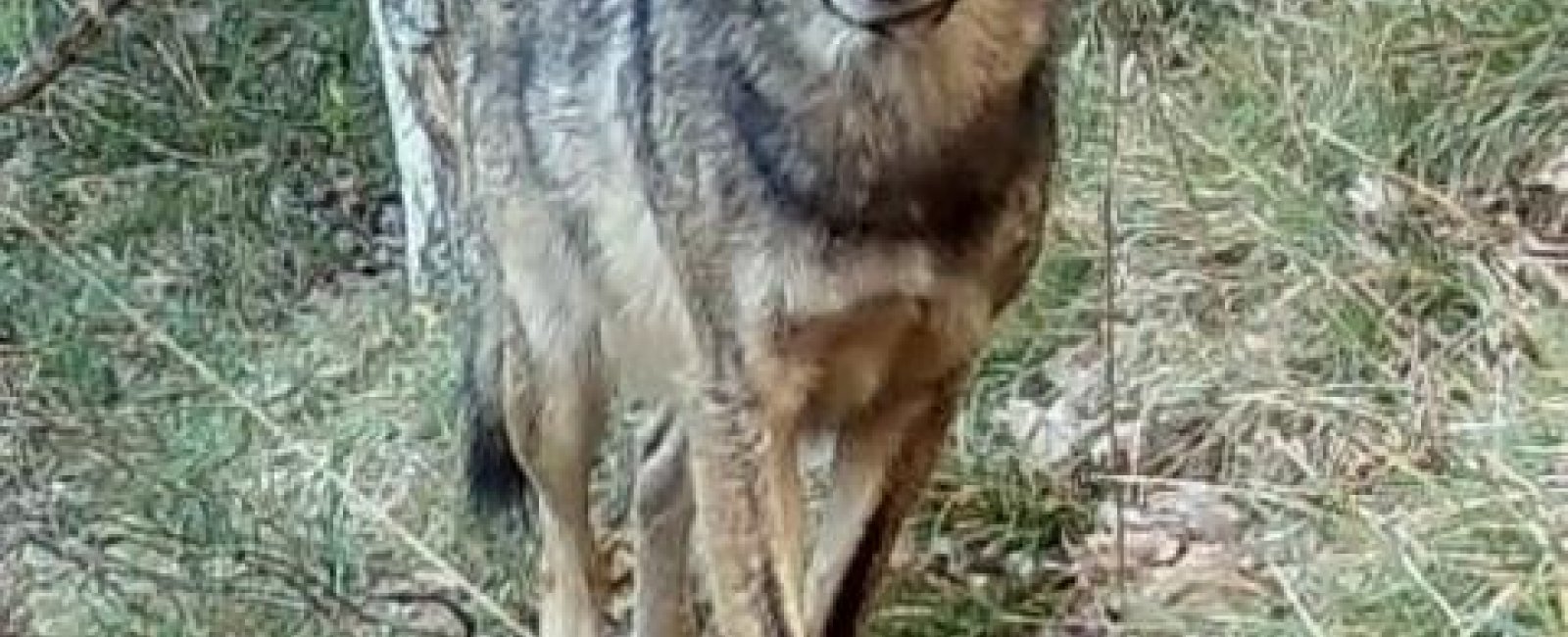 Balade sur les traces des loups Pierrefeu du Var