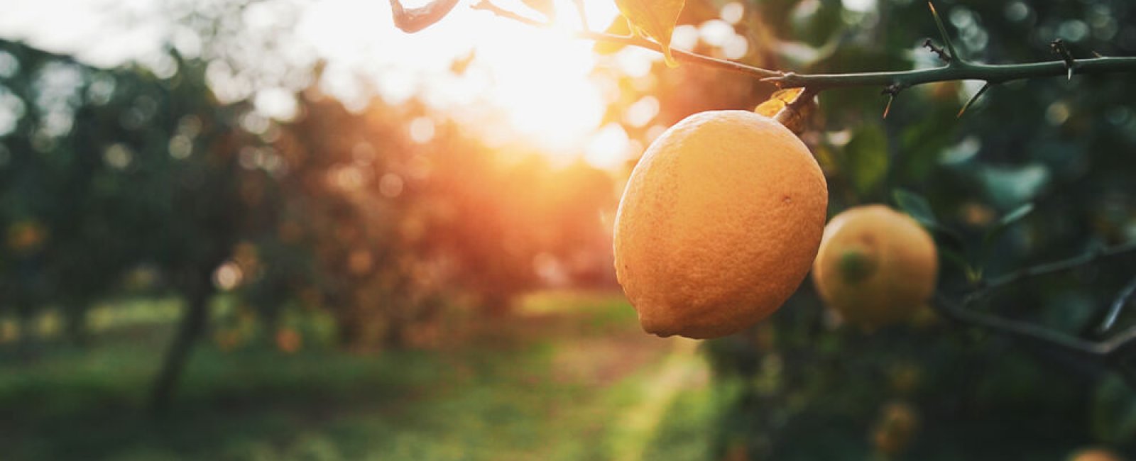 Agrumes de Provence au Domaine du Jasson