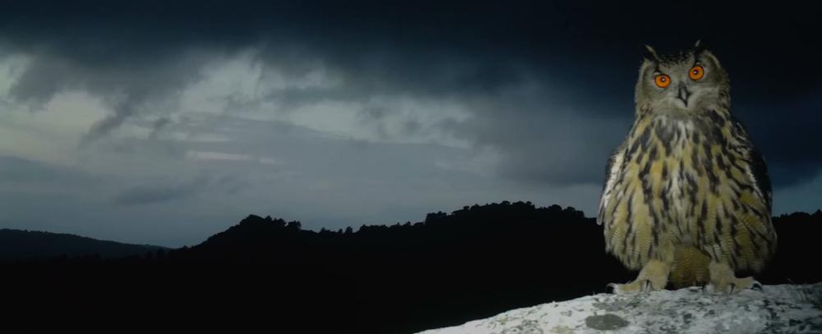Balade nocturne Promenons-nous dans les bois Pierrefeu du Var