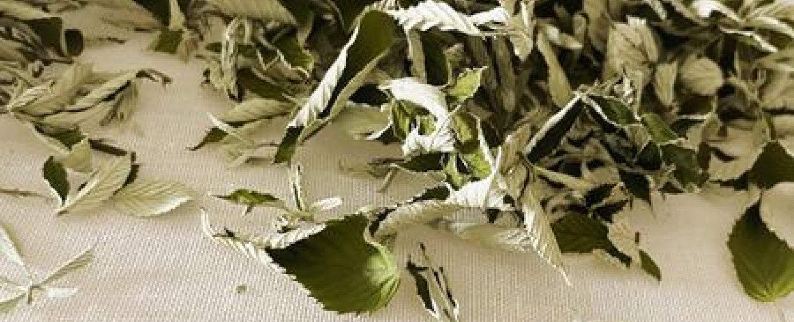 Récolte Châtaigneraie Godissard