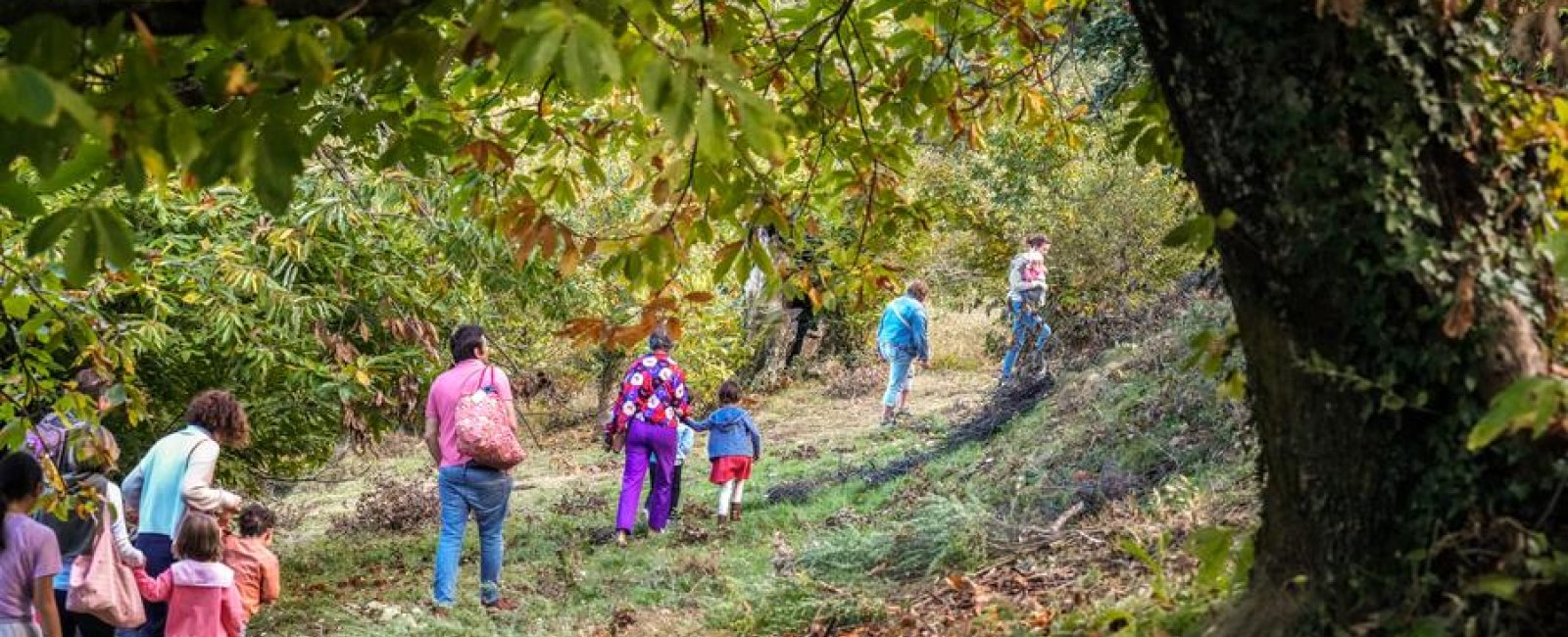 Châtaigneraie Godissard_Collobrières
