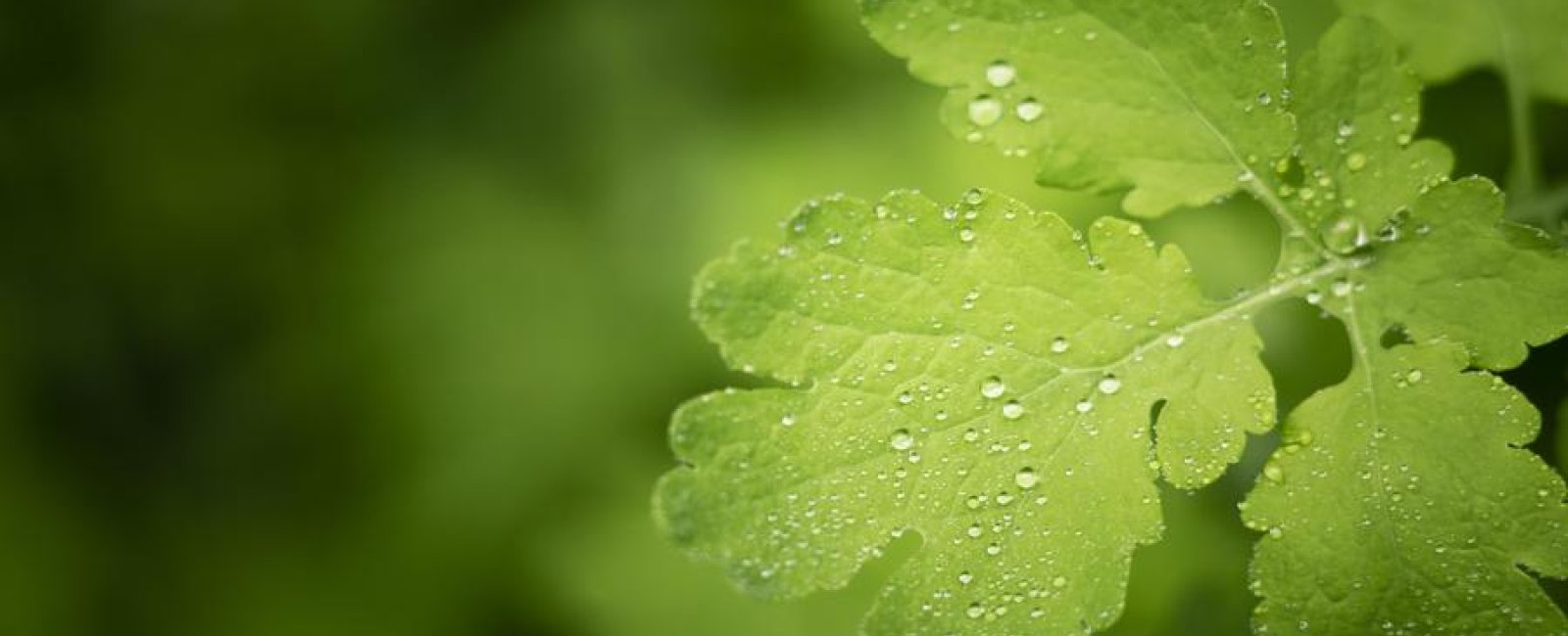 La nature dans tous les sens_Collobrières