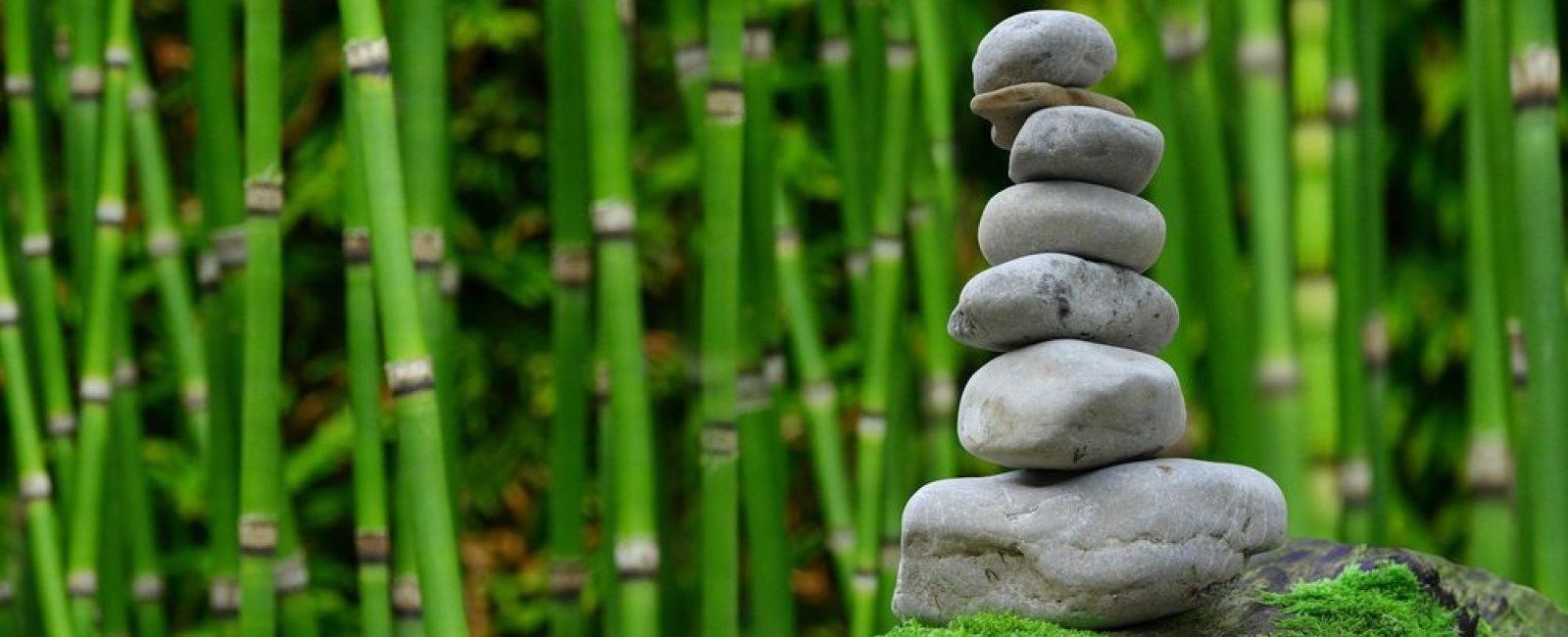 Atelier de Bien être à La Londe les Maures