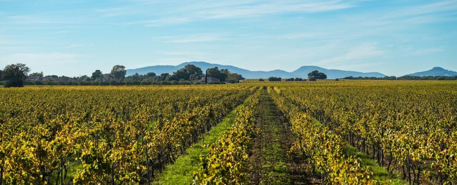 Fête des Vendanges La Londe