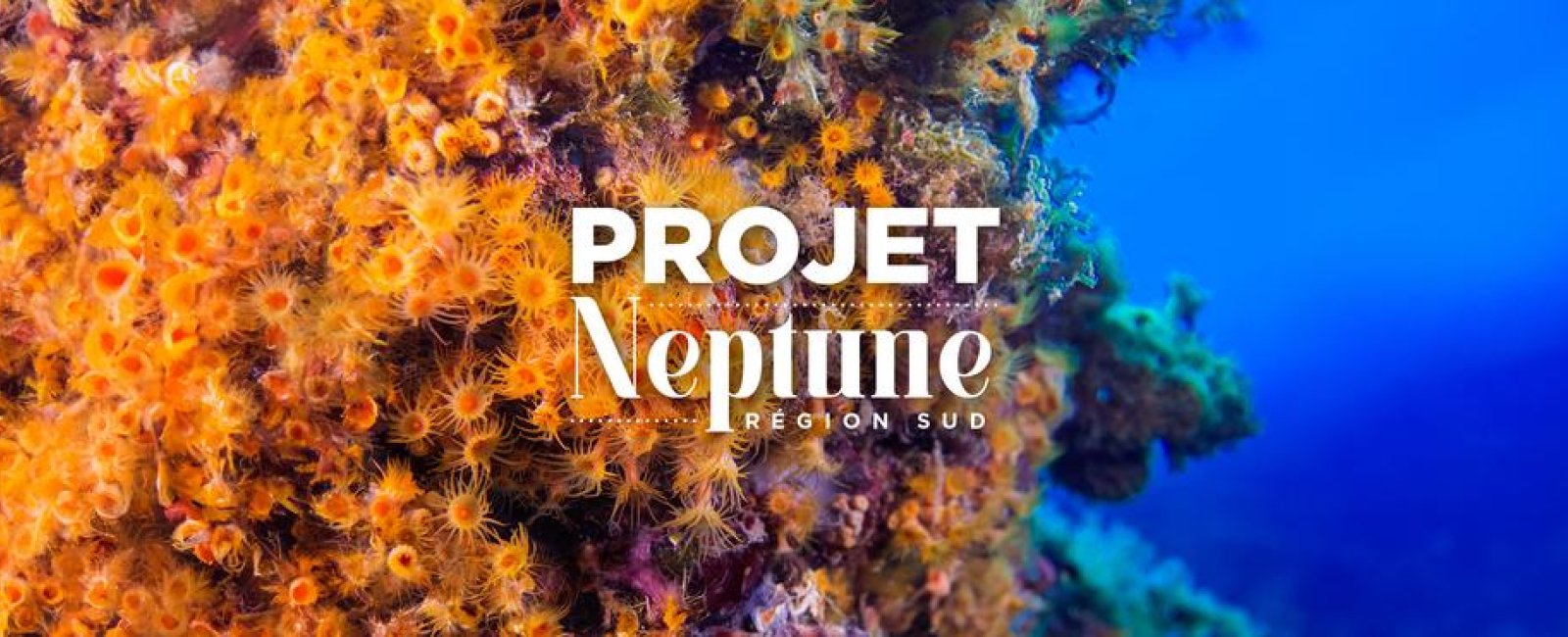 Project Neptune: a Mediterranean underwater odyssey accessible to all_La Londe-les-Maures