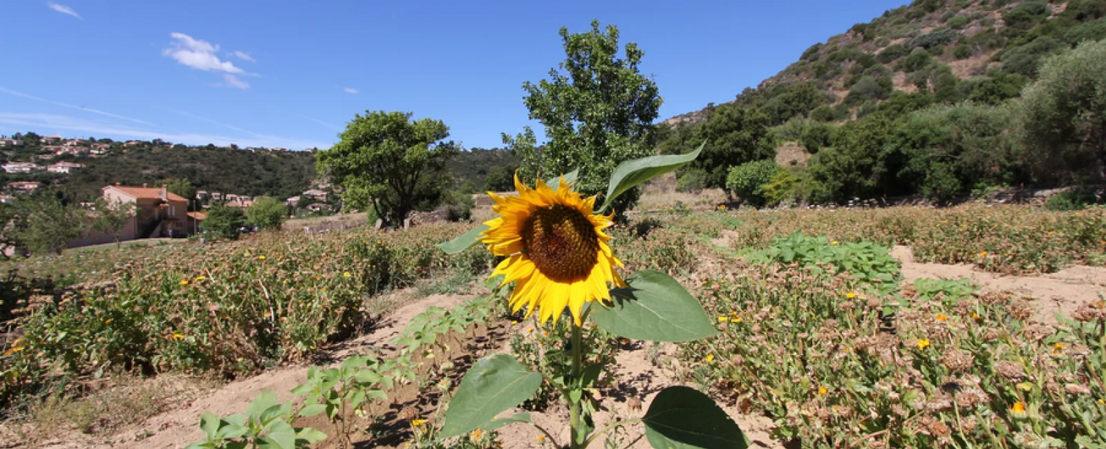 tour of the terraced fields of Saint-Clair_Le Lavandou