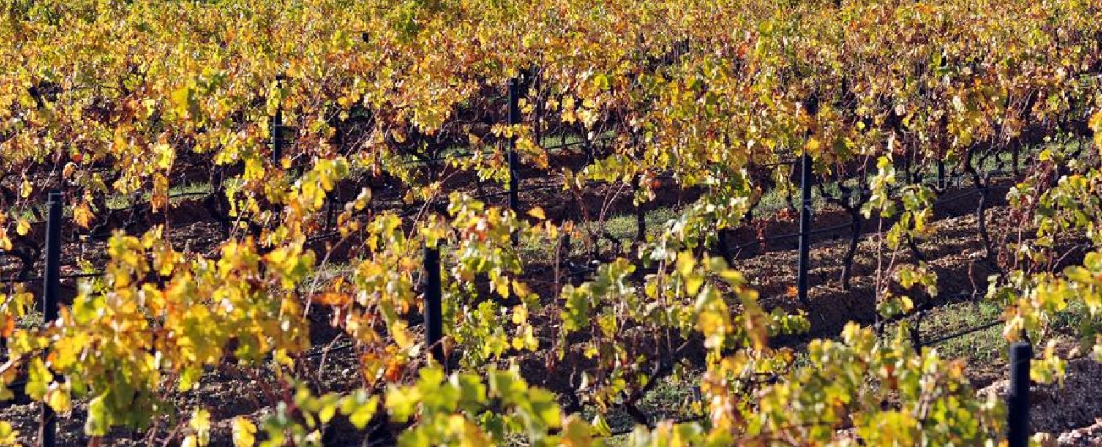 Les fêtes des vendanges en Méditerranée Porte des Maures