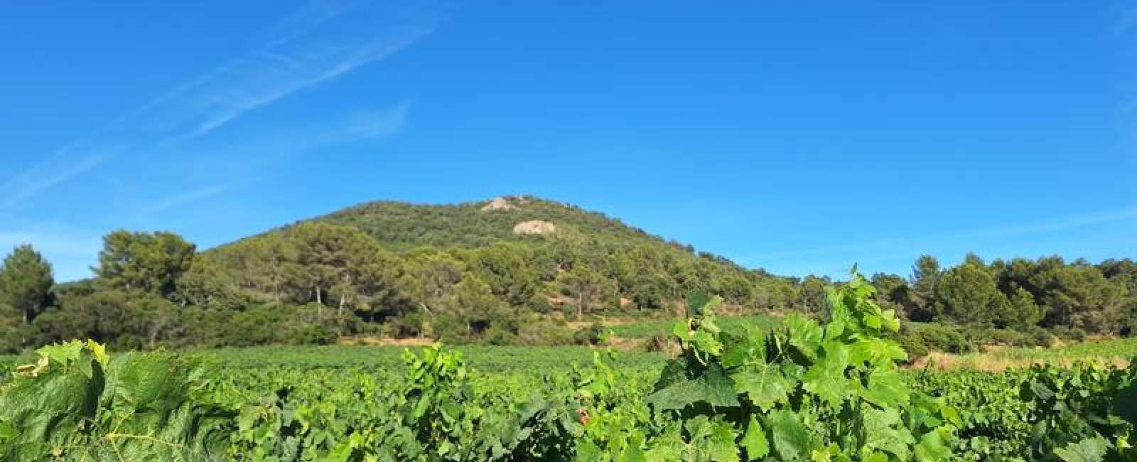 Balade nature et dégustation au Domaine de Favanquet à La Londe les Maures