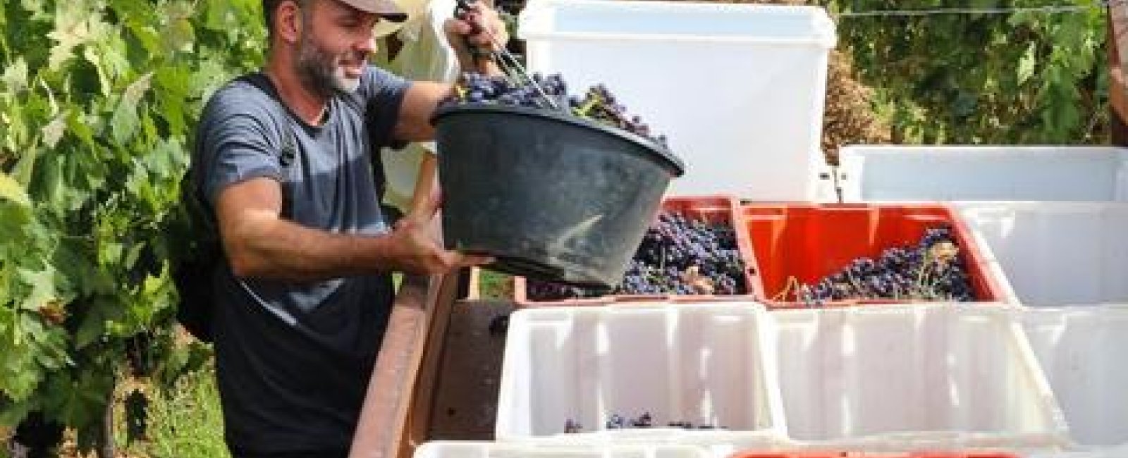Journée découverte des vendanges au Château Pas du Cerf_La Londe-les-Maures