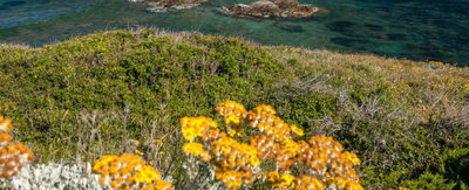 Visite guidée de l'île des Embiez