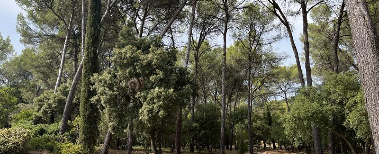 Aire André Luglia dit l'arboretum situé à Pierrefeu-du-Var