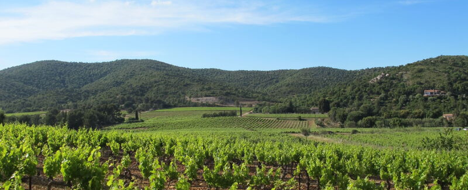 Vignoble du domaine du Révaou dans la vallée des Borrels