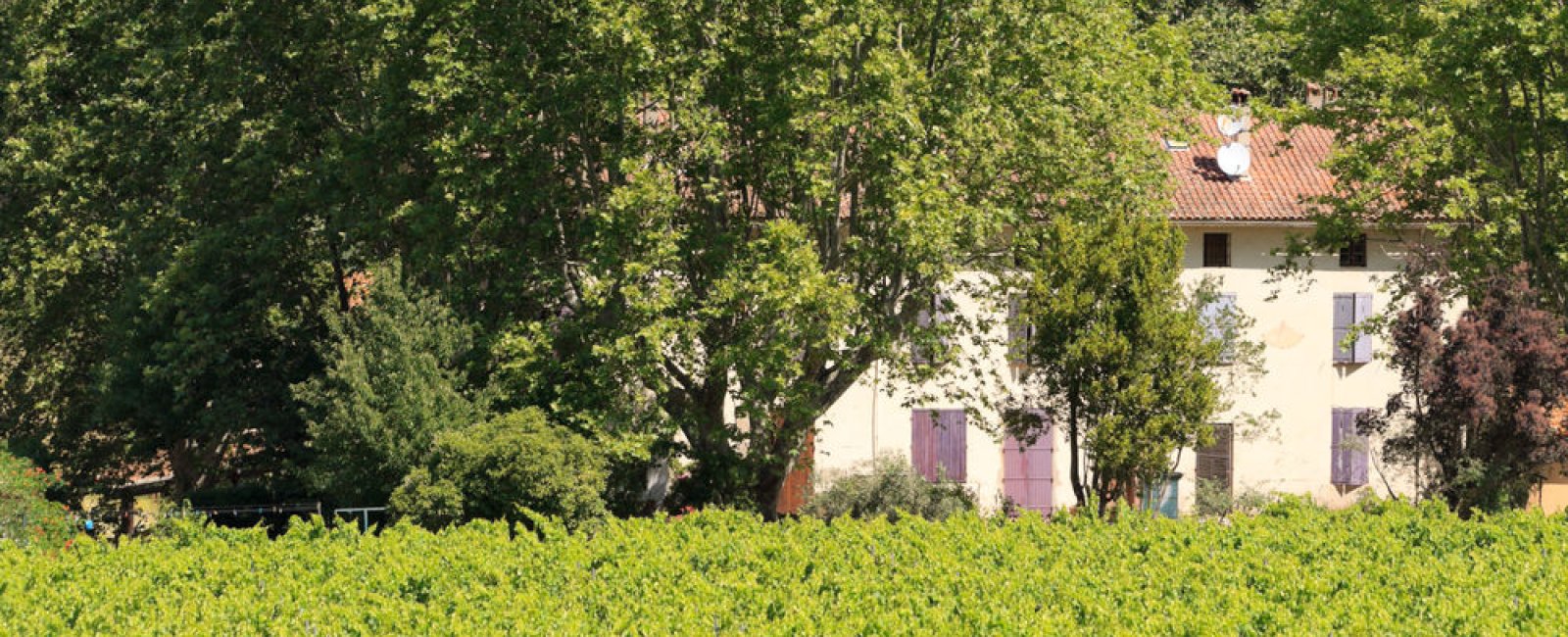 Familienweingut seit 1850 in Collobrières Familienweingut seit 1850 in Collobrières