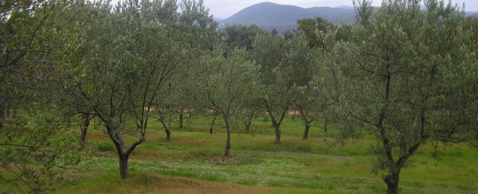 Domaine