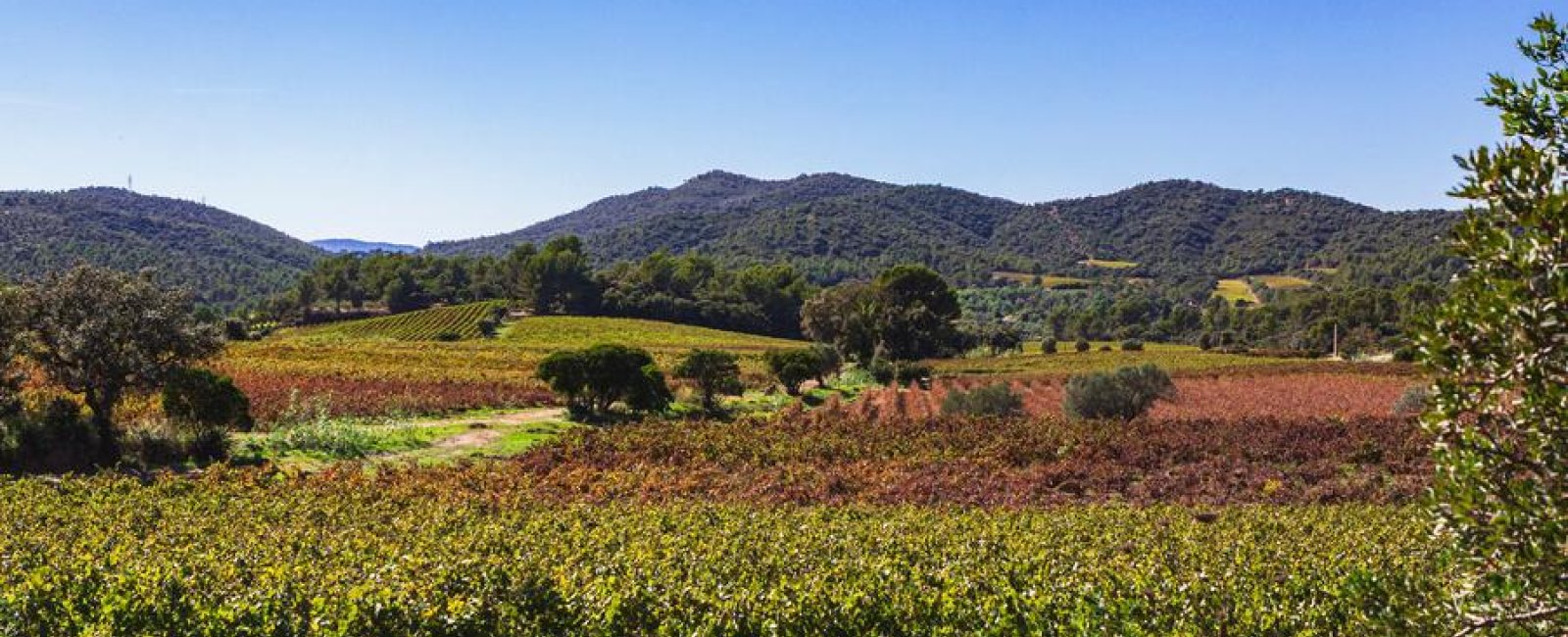 DOMAINE DE FAVANQUET