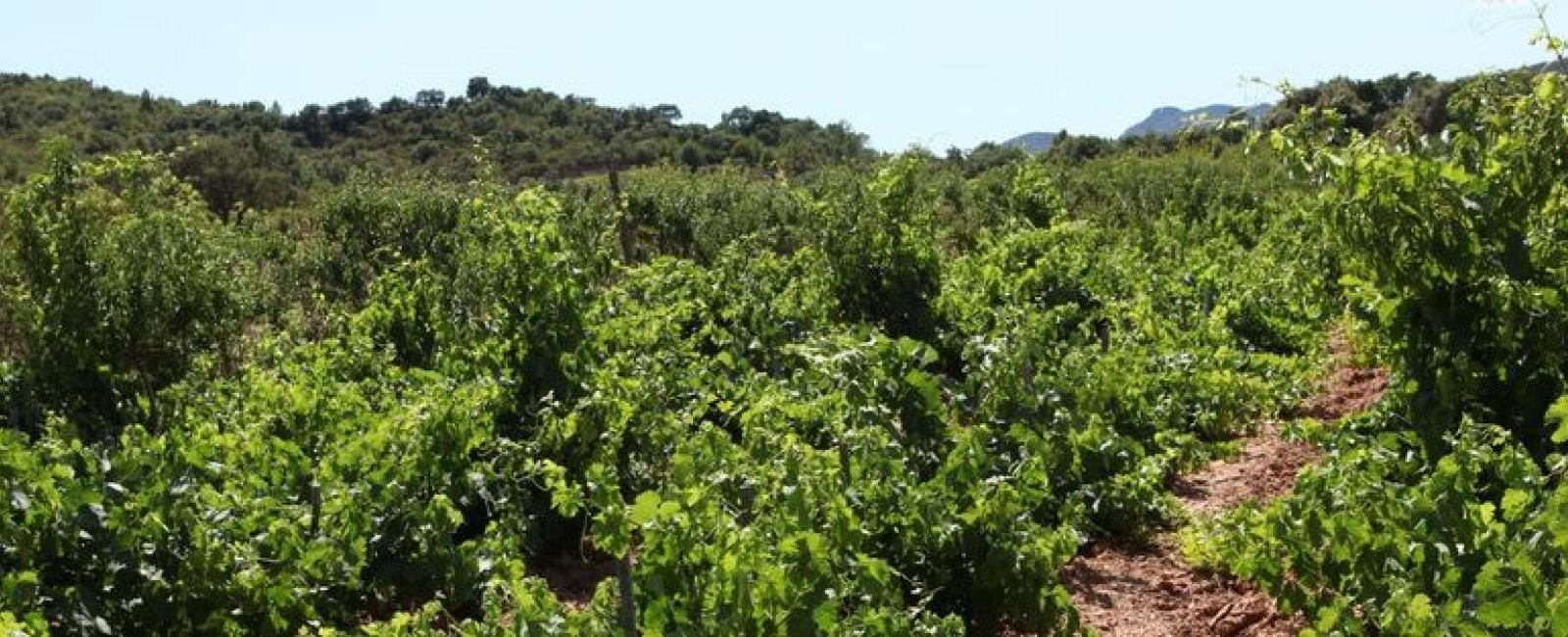 domaine st albert hyeres vin borrel